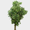 GREENERY - GREEN PITTOSPORUM