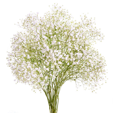 GYPSOPHILA - OVERTIME