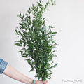 GREENERY - ITALIAN RUSCUS 200G