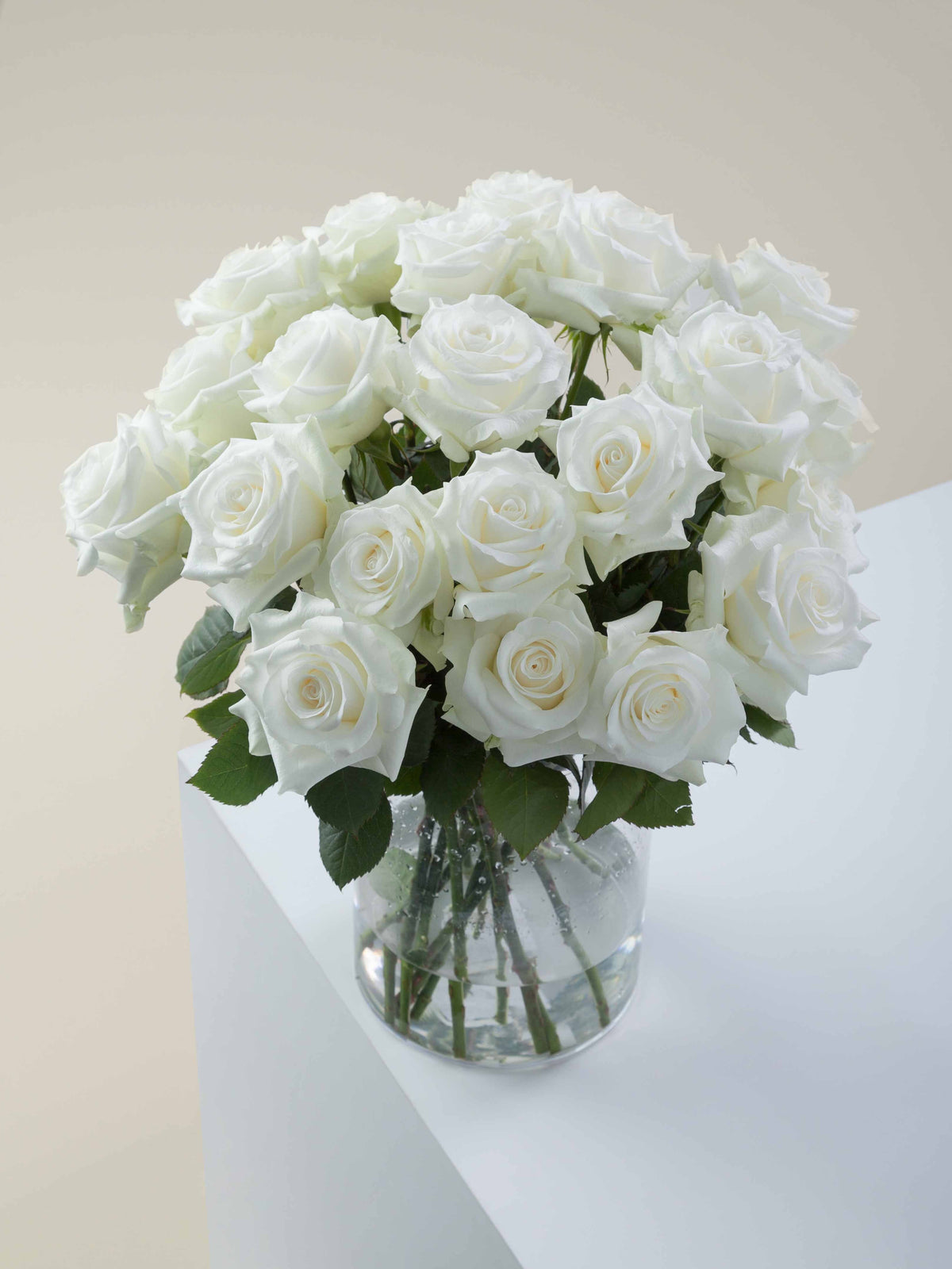 AKITO ROSE