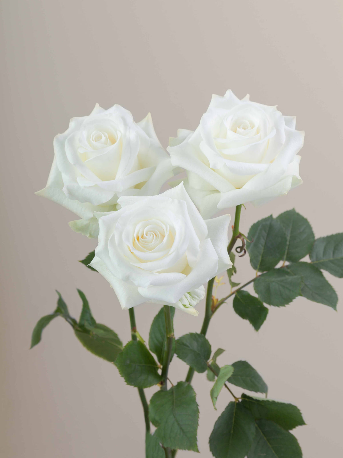 AKITO ROSE