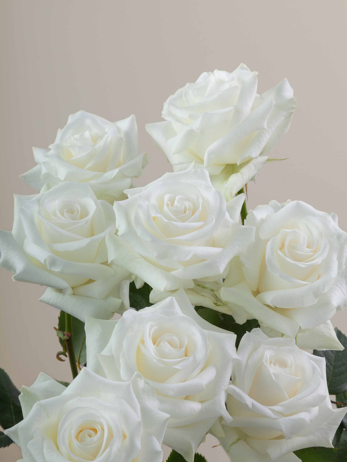 AKITO ROSE