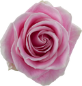 ROSE - PINK ROSITA VENDELA