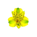 ALSTROEMERIA - YELLOW