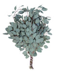 GREENERY - SILVER DOLLAR EUCALYPTUS