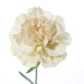 CARNATION - CREAM