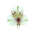 ALSTROEMERIA - WHITE