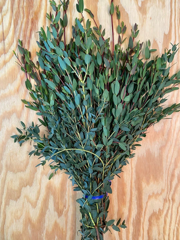 GREENERY - PARVIFOLIA