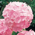 HYDRANGEA - PINK