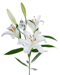 LILLIES - ORIENTAL WHITE