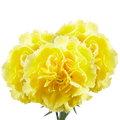CARNATION - YELLOW