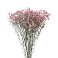 LIMONIUM - PINK