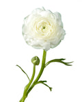 RANUNCULUS - WHITE