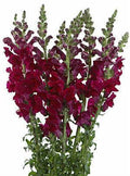 SNAPDRAGON - BURGUNDY