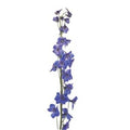 DELPHINIUM - DARK BLUE