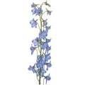 DELPHINIUM - LIGHT BLUE